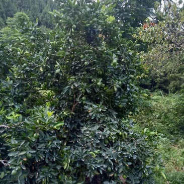 河边白柠檬