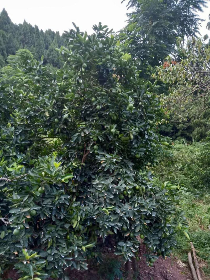 河边白柠檬