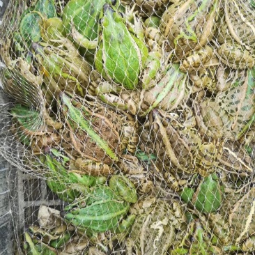 黑斑蛙种蛙出售