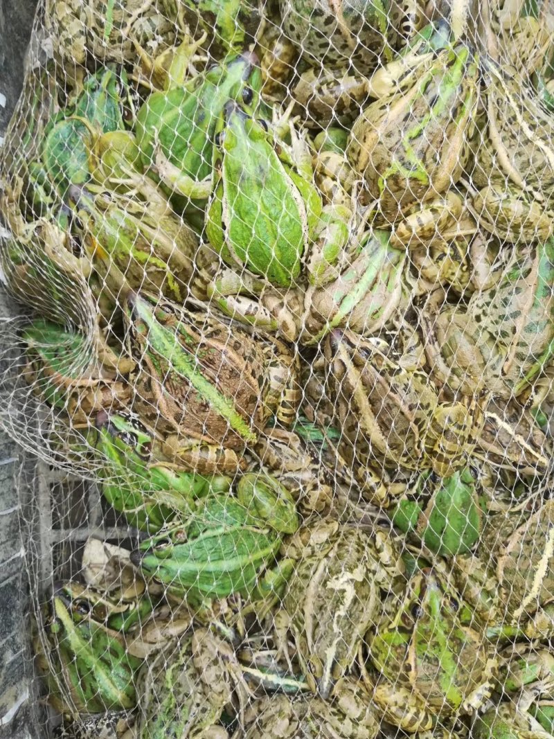 黑斑蛙种蛙出售