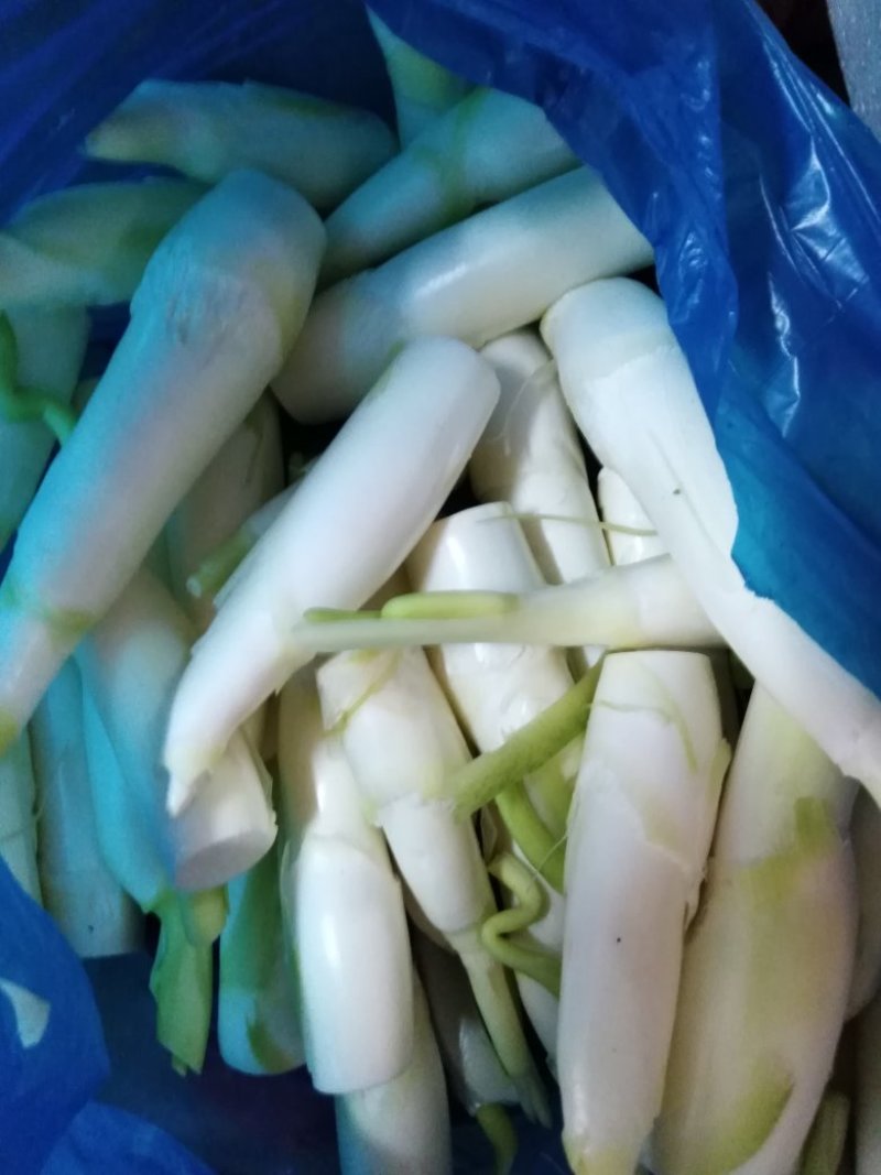 高山茭白