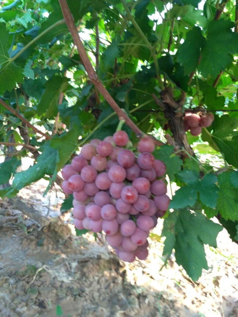 红提葡萄