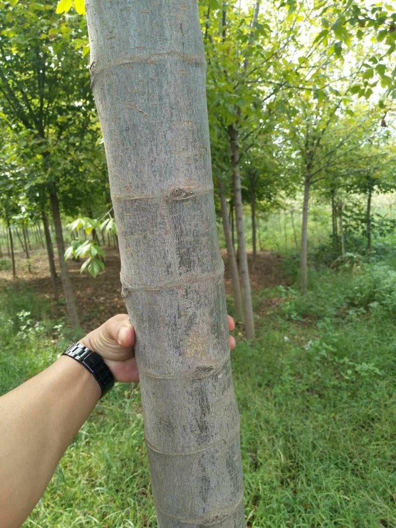 复叶槭