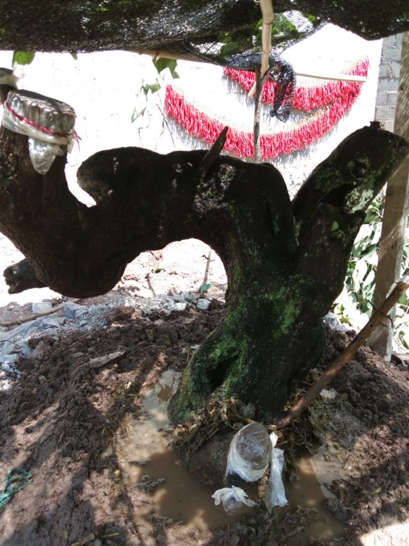 金弹子悬崖桩