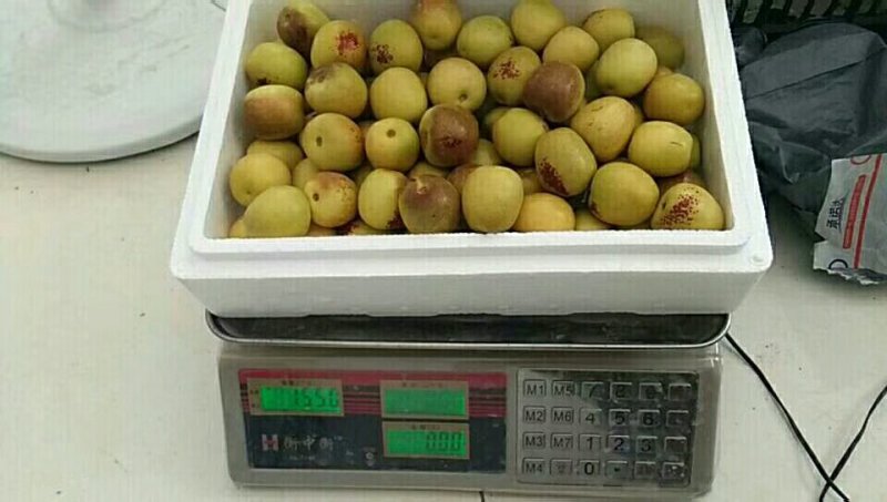 冬枣