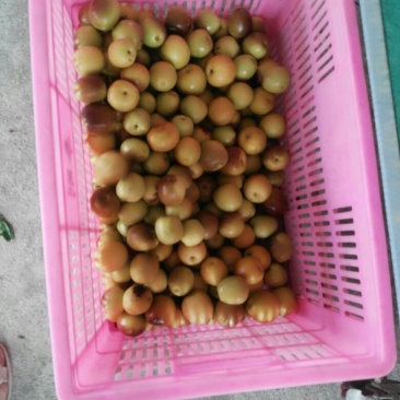 冬枣
