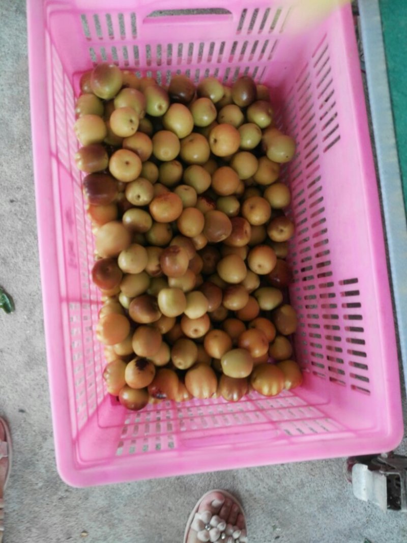 冬枣
