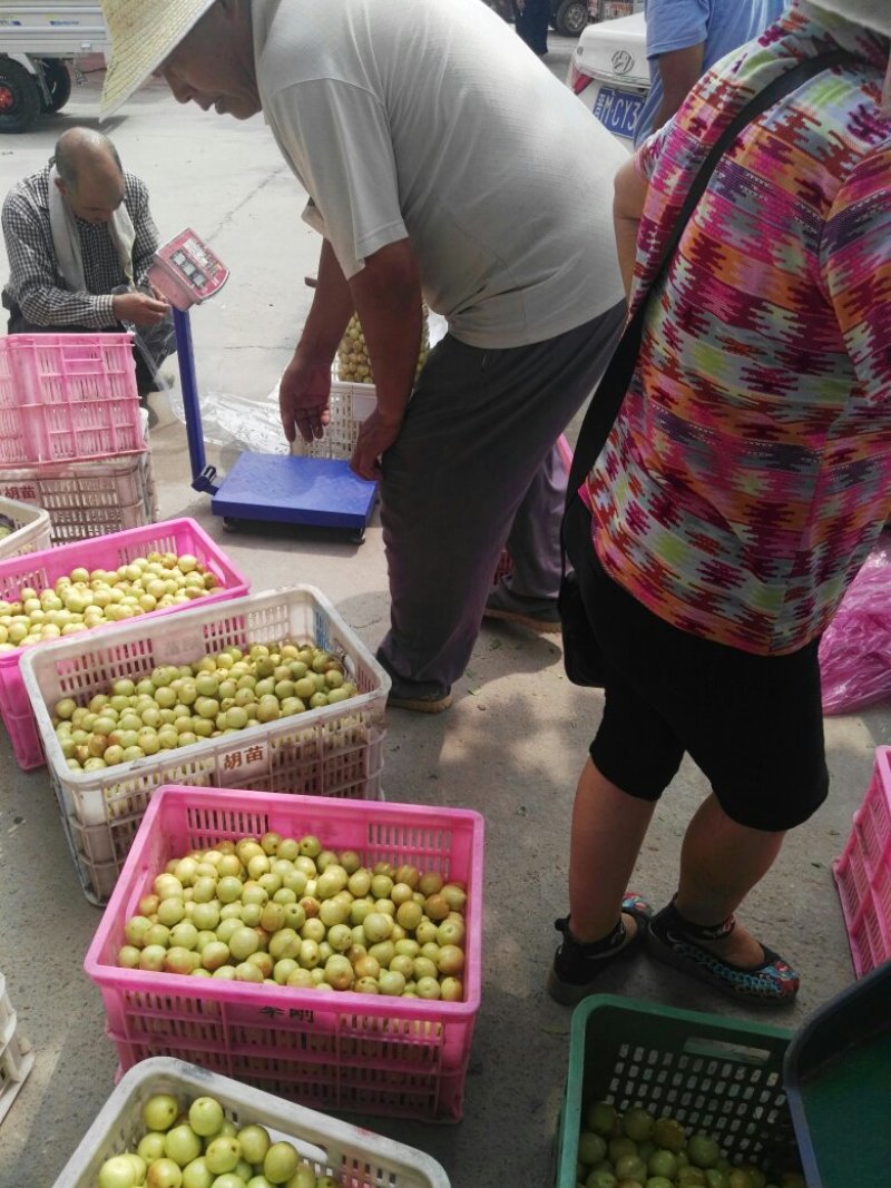 冬枣