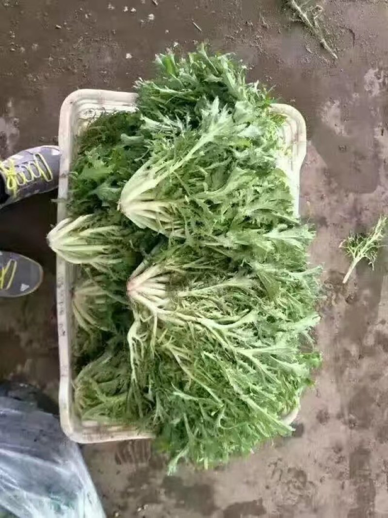 河北永年苦菊大量上市中，可供大型批发市场