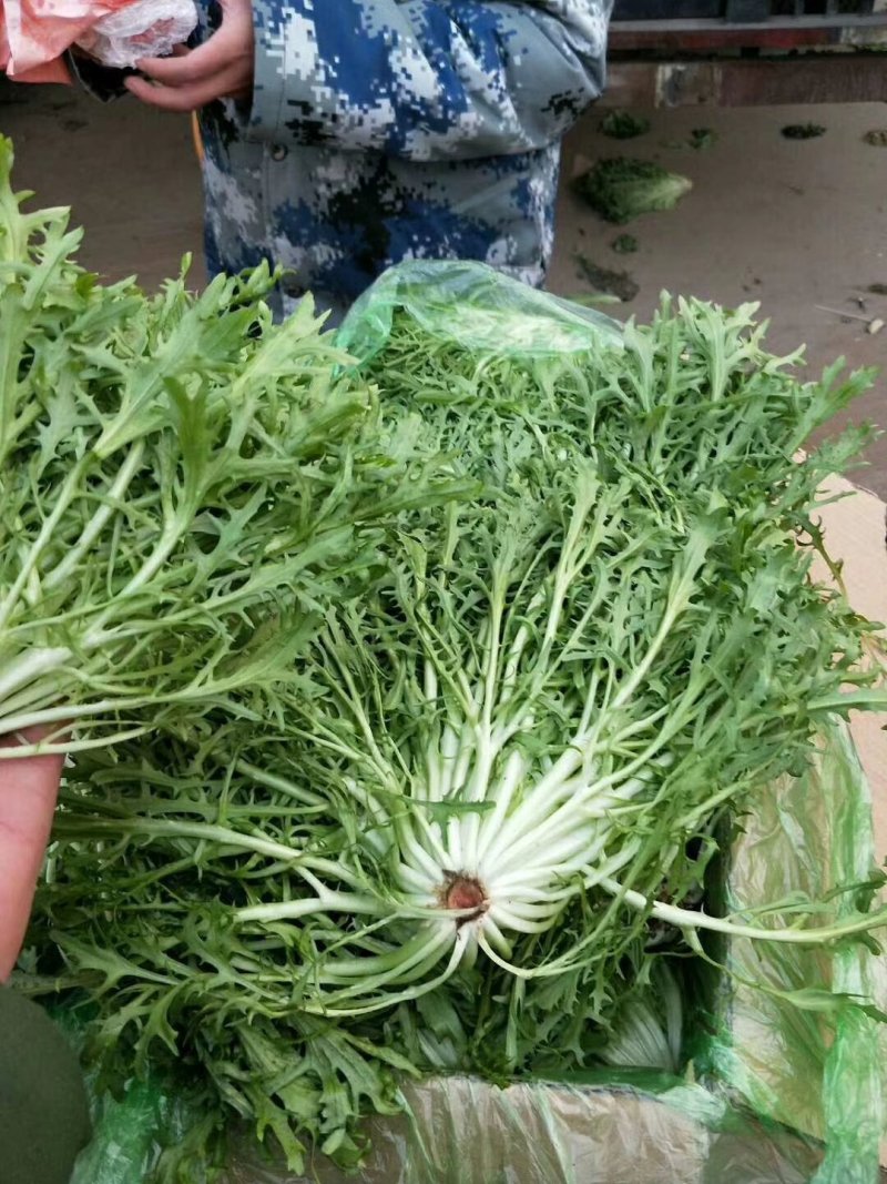 河北永年苦菊大量上市中，可供大型批发市场