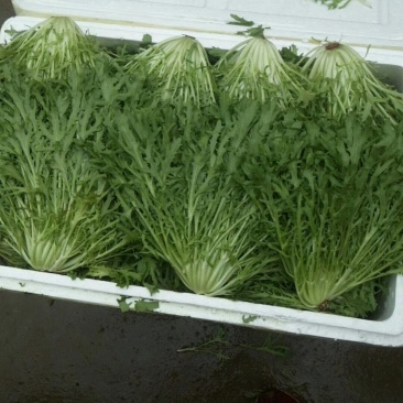 河北永年苦菊大量上市中，可供大型批发市场
