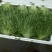 河北永年苦菊大量上市中，可供大型批发市场