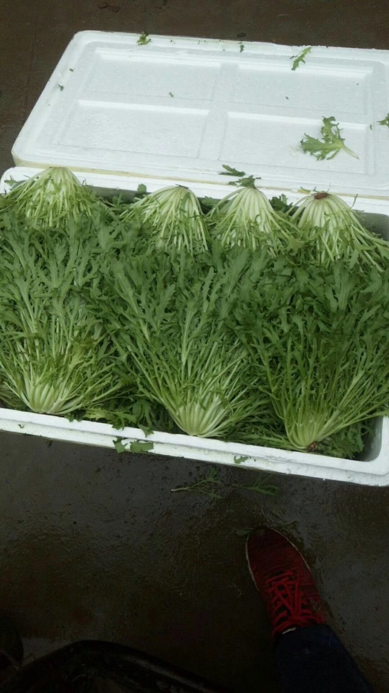 河北永年苦菊大量上市中，可供大型批发市场