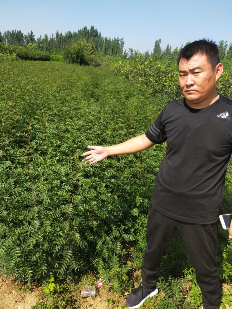 花椒苗山东当年花椒苗多少钱一棵