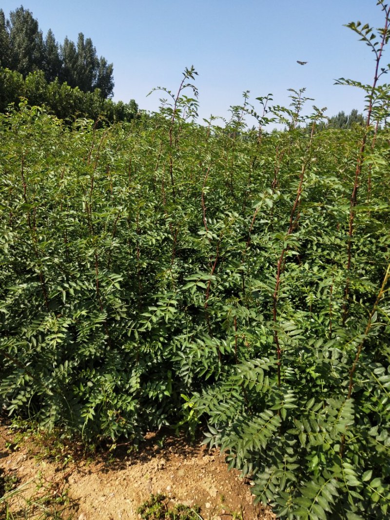 花椒苗山东当年花椒苗多少钱一棵