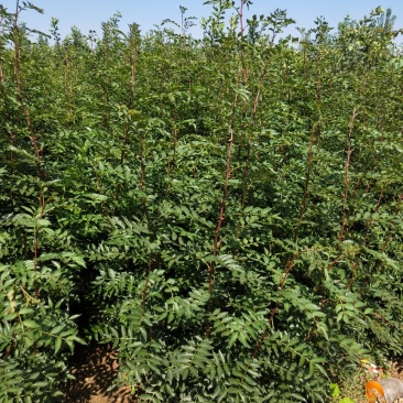 花椒苗山东当年花椒苗多少钱一棵