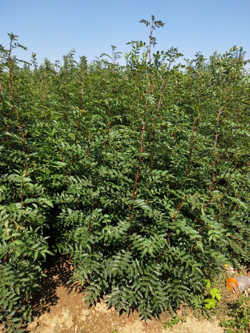花椒苗山东当年花椒苗多少钱一棵