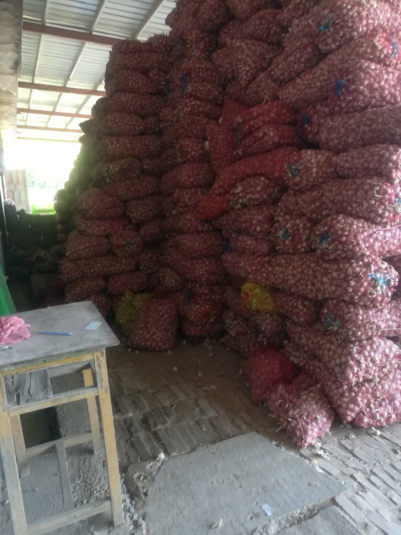 山东单县苔蒜川蒜