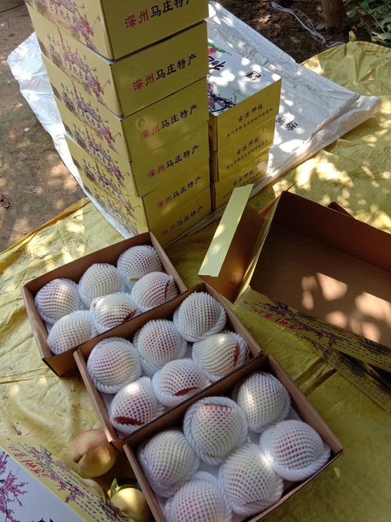深州蜜桃，马庄蜜桃