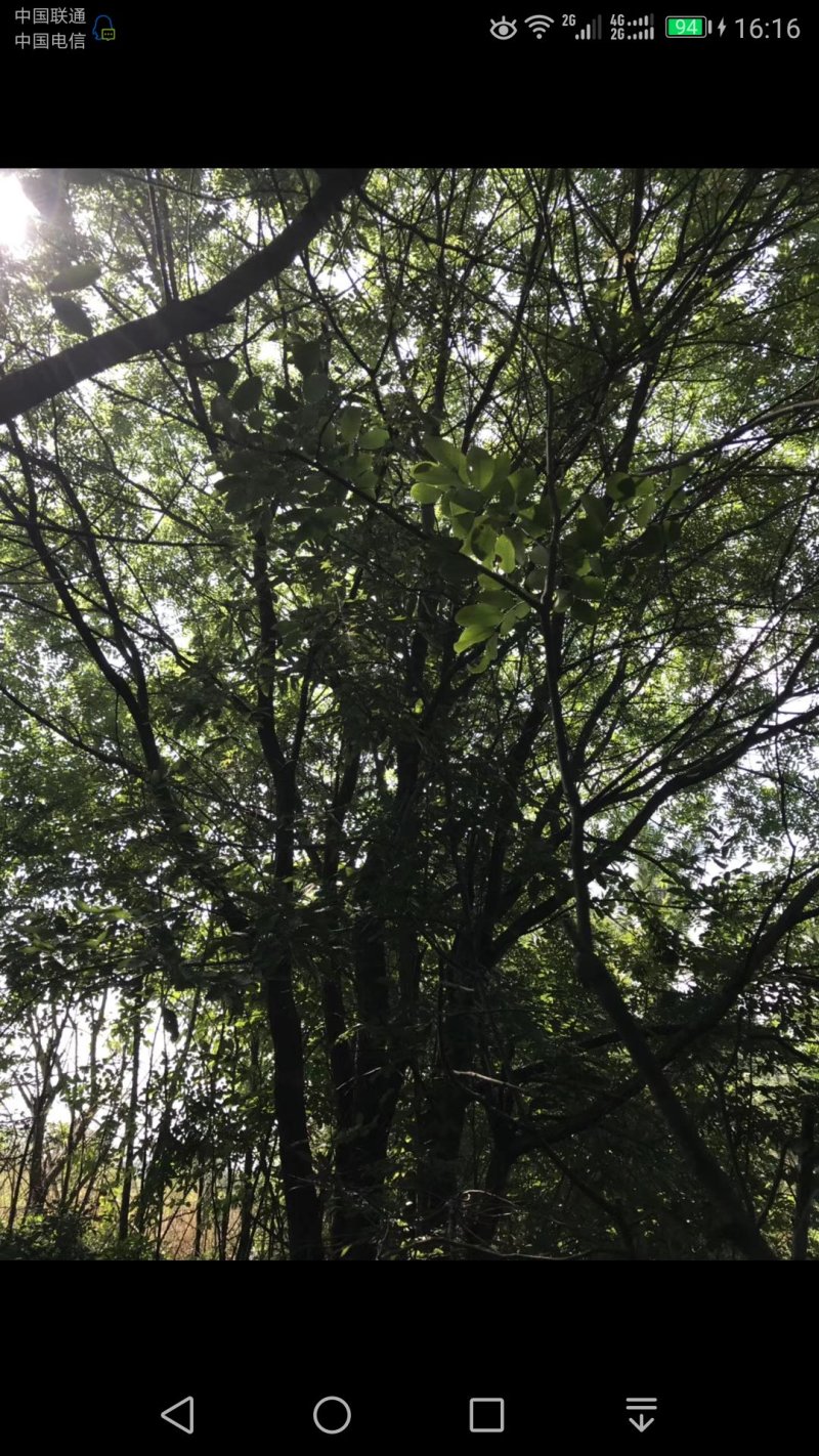 从生黄连木