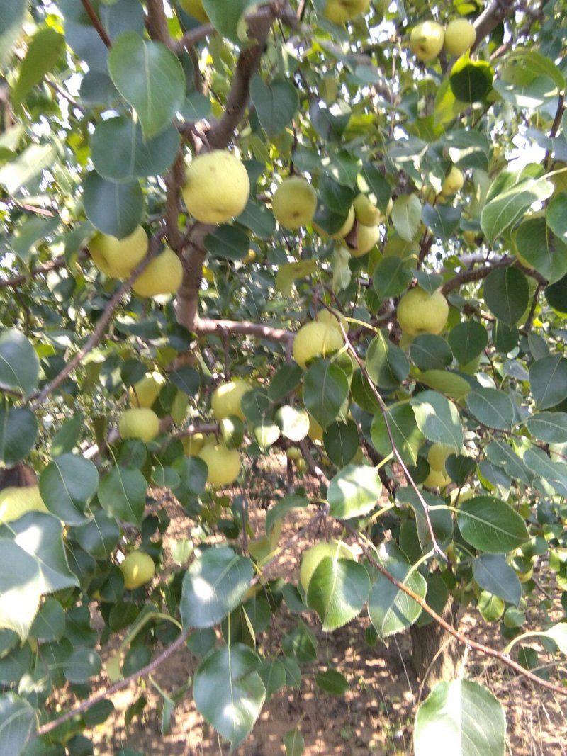 砀山梨，大量上市中，半斤起1.2元，大量有货