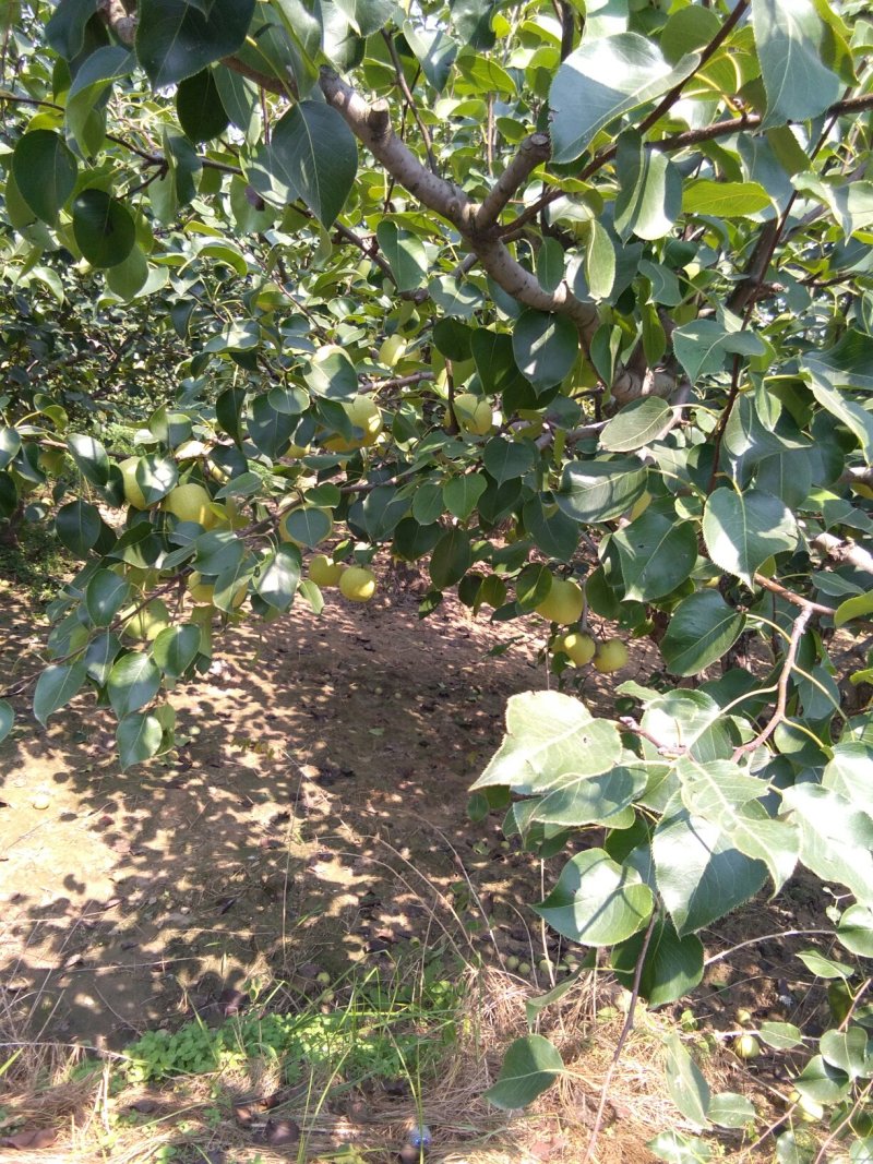 砀山梨，大量上市中，半斤起1.2元，大量有货