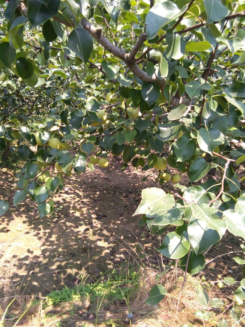 砀山梨，大量上市中，半斤起1.2元，大量有货