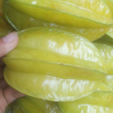 杨桃上市了