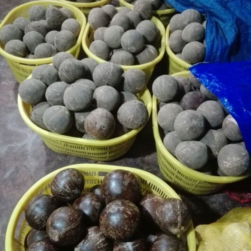 新鲜椰皇热销中，亲们有意向的赶紧吧