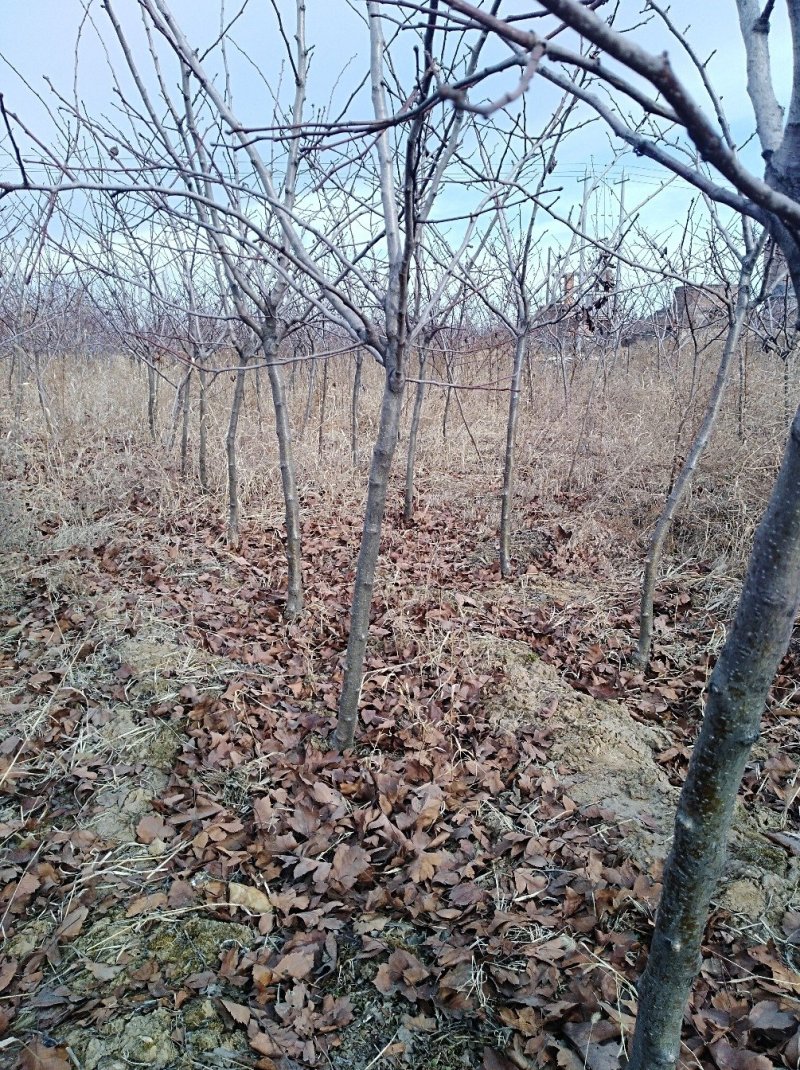 山楂苗，山楂树苗《大金星，大五棱，甜山楂山楂苗》产地直供
