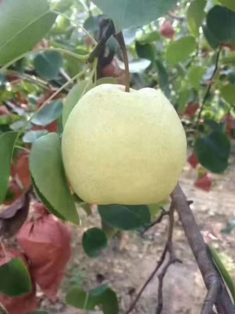 蒲城梨
