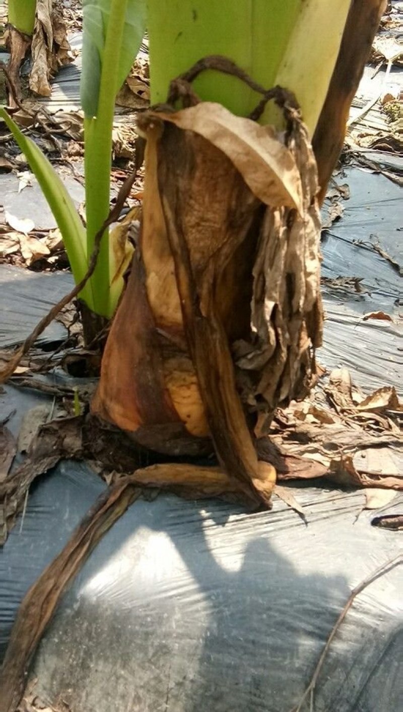 香芋