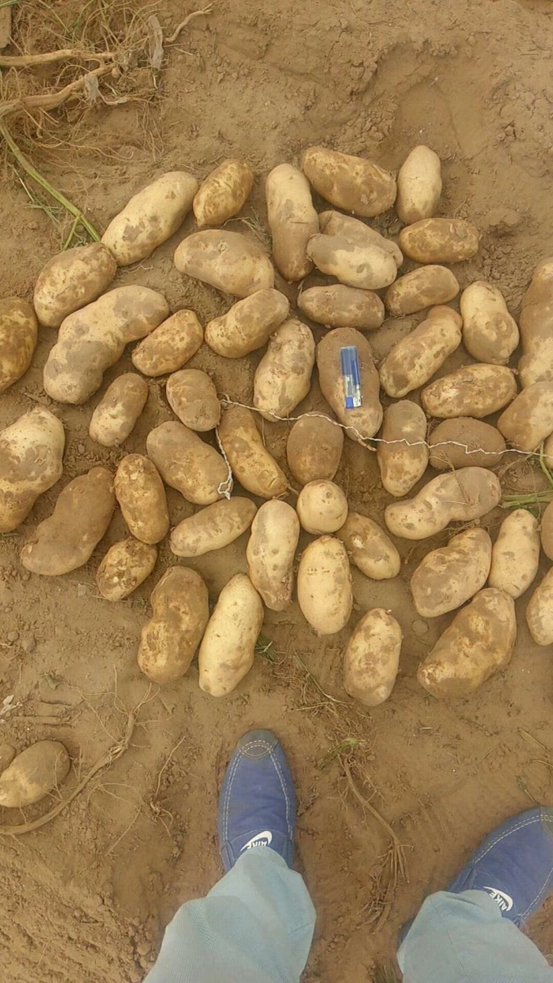精品土豆薯行颜色一流