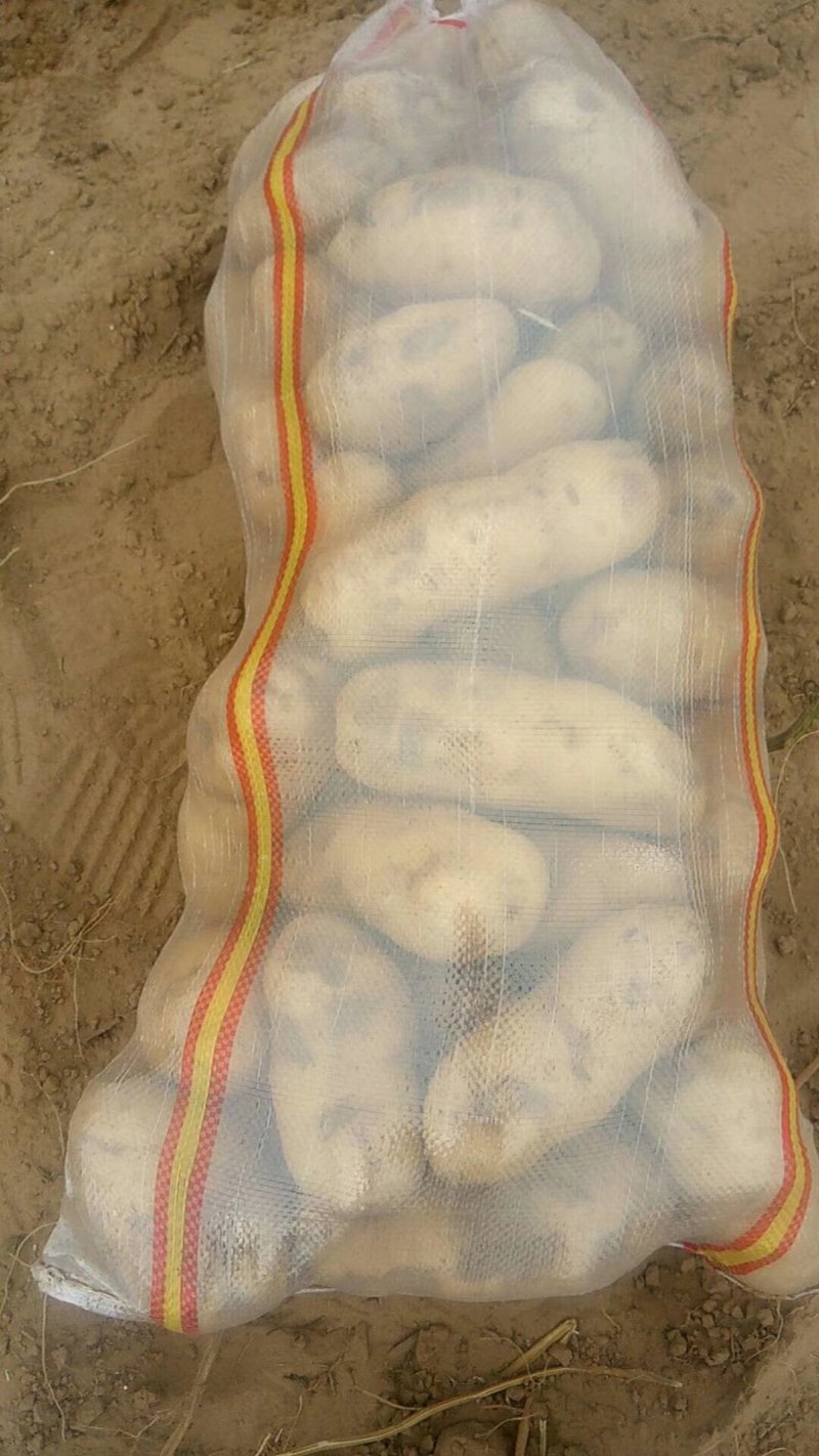 精品土豆薯行颜色一流