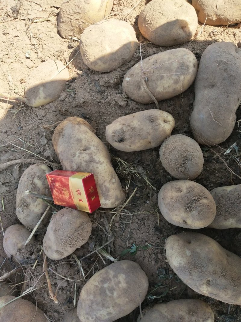 精品土豆薯行颜色一流