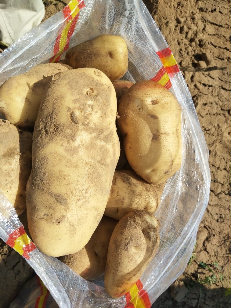 精品土豆薯行颜色一流