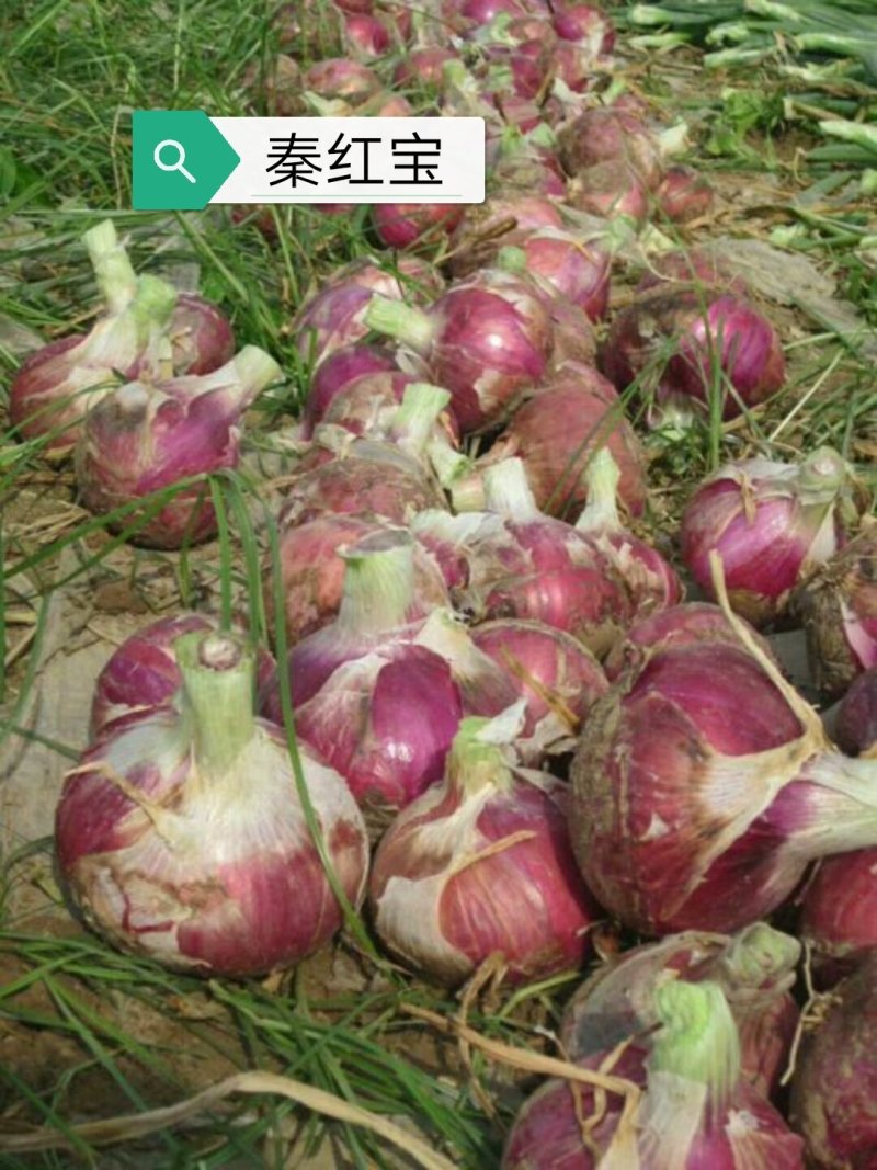 早熟红皮洋葱种子秦红宝3号适合山东河南安徽甘肃新疆等