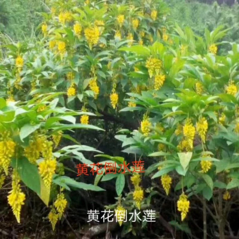 来电