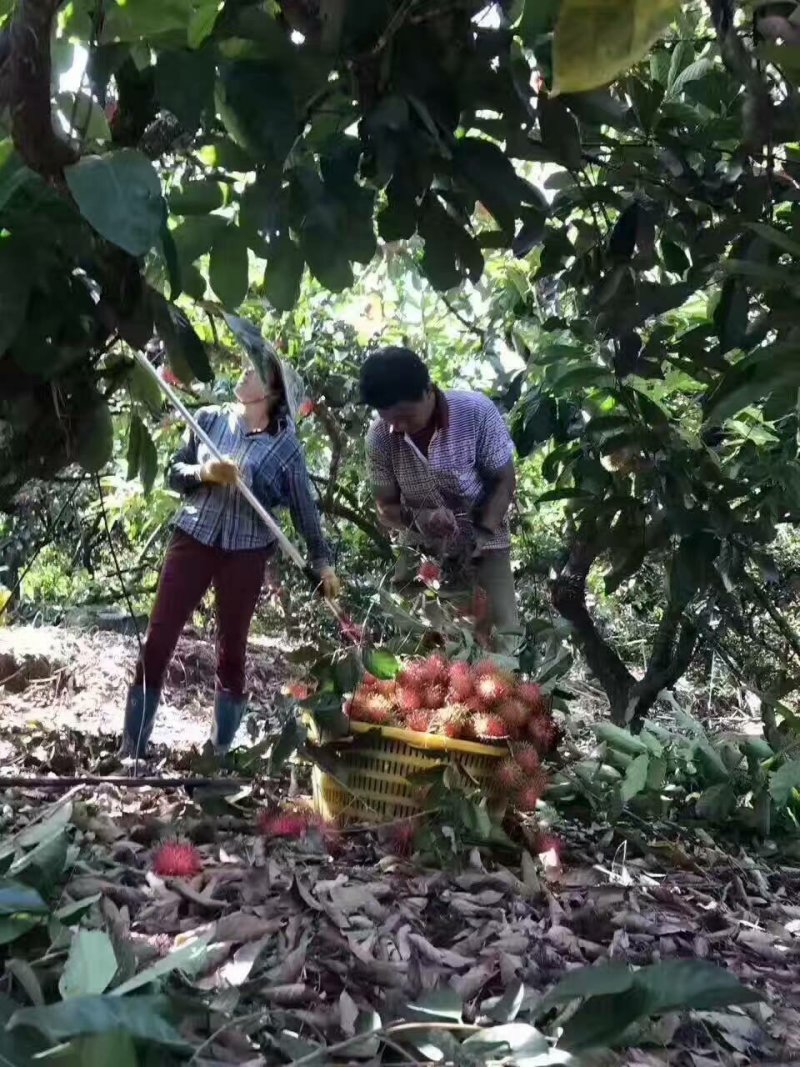 红毛丹，批发零售，一件30斤净果