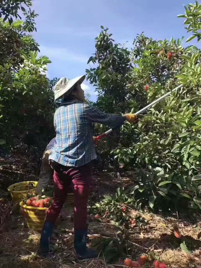 红毛丹，批发零售，一件30斤净果