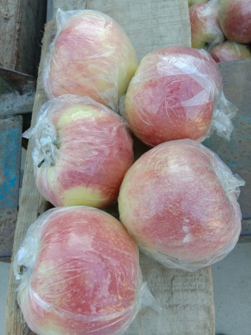 美八苹果大量上市