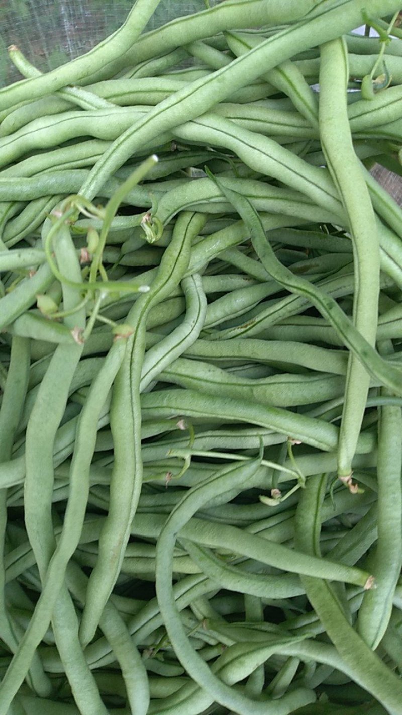 架豆王