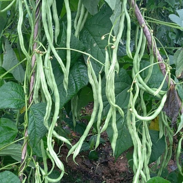 架豆王