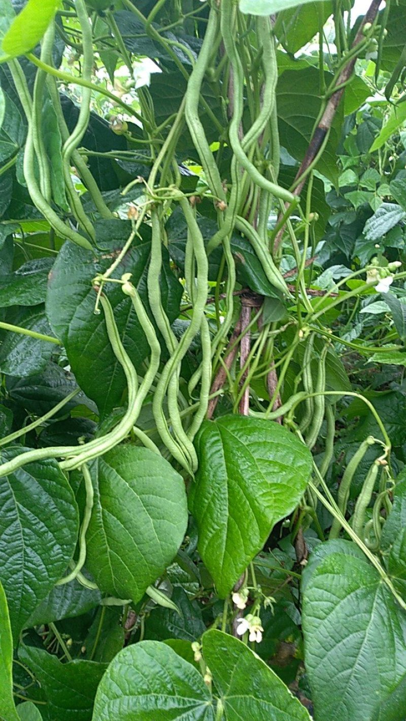 架豆王