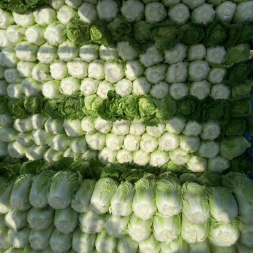 大白菜