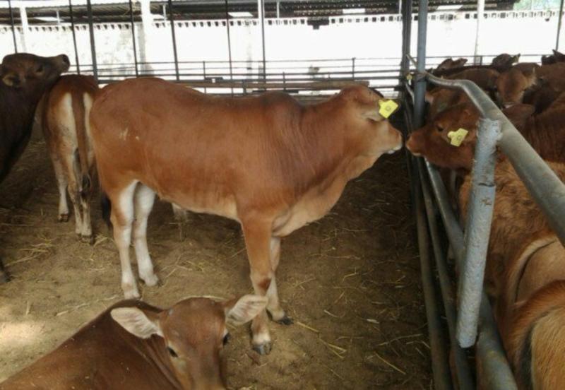 利木赞牛种牛免费赠送铡草机牧场种子提供养殖技术