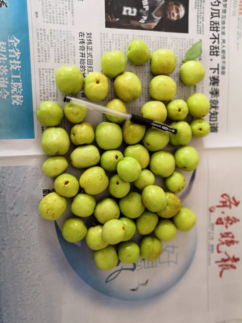 早熟山东冬枣