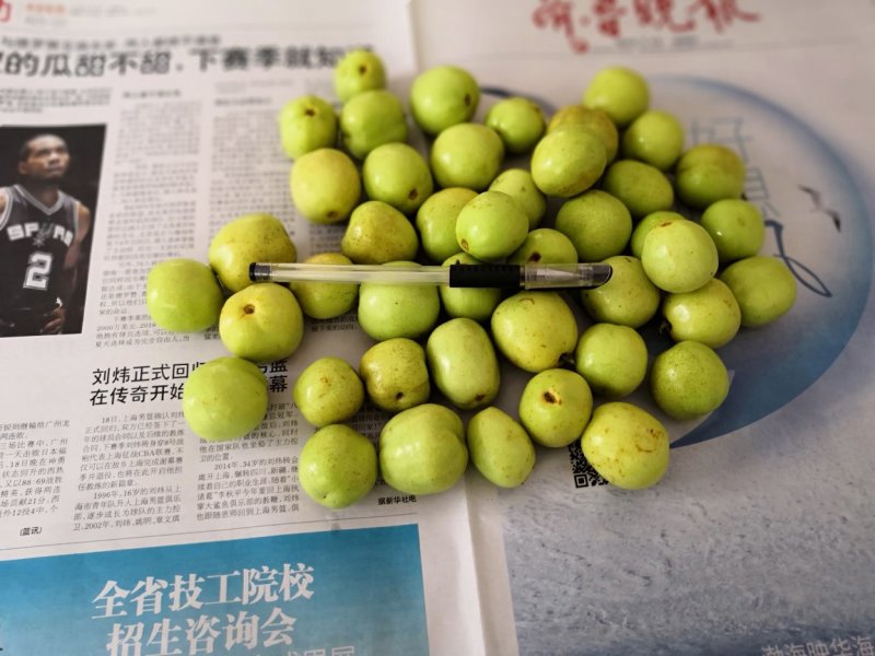 早熟山东冬枣