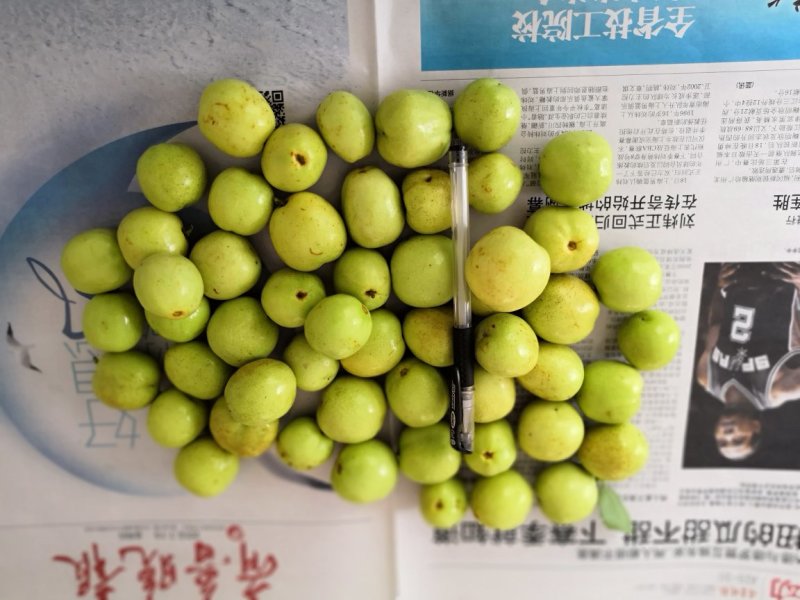 早熟山东冬枣