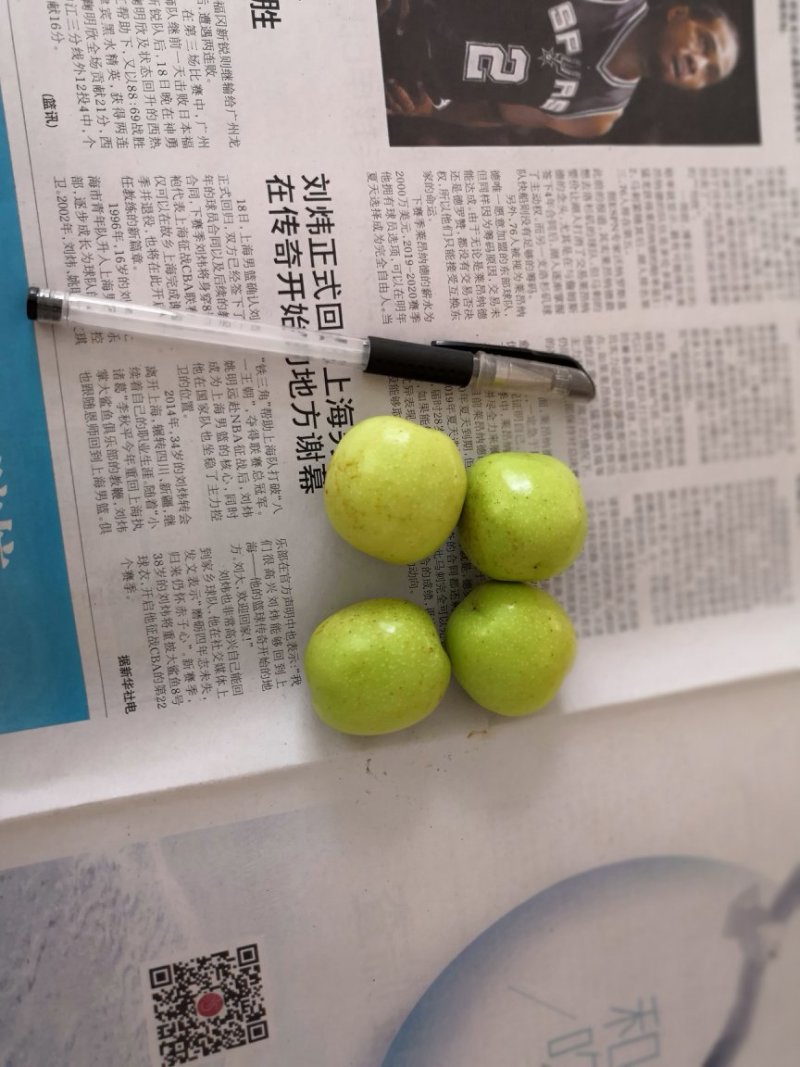 早熟山东冬枣
